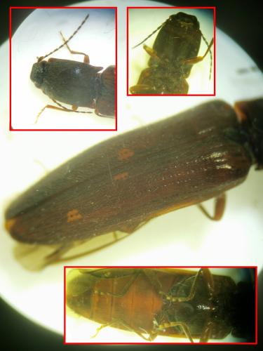 Réf. 352 441 : Athous haemorrhoidalis